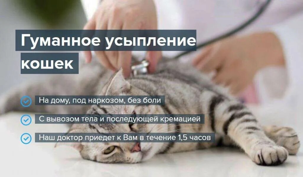 Усыпить кошку вызвать. Усыпление животных эвтаназия.