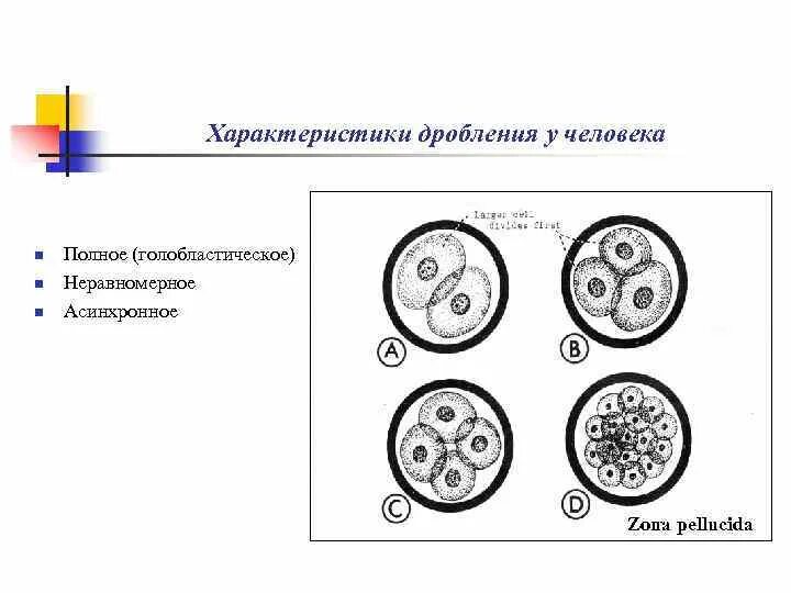 Полное и неполное дробление. Неполное периферическое дробление. Схема классификации основных типов дробления. Типы дробления равномерное. Неполное неравномерное асинхронное.