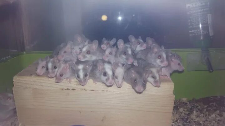 Заболевания диких грызунов. Домашняя крыса агути. Мышиный форум. Крыса песчанка. Мыши много мышей.