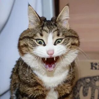 Кот гримас