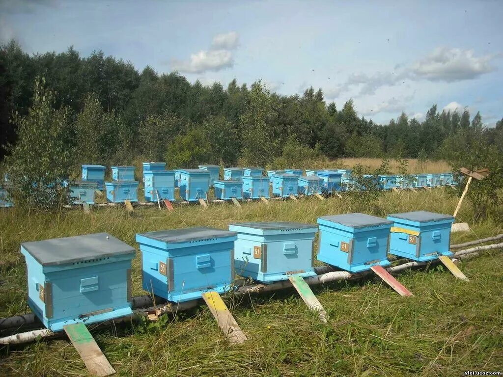 Ульи для пчел. Улей для пчел. Улей варрэ. Финский улей. Улей и лилео.