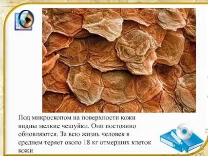 Роговых чешуй