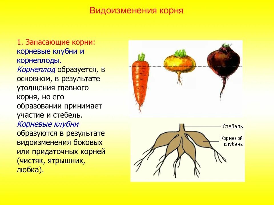 Видоизмененные корни корнеплоды. Корнеплод это видоизмененный корень и стебель. Корнеплод свеклы это видоизмененный корень. Что относится к видоизмененным корням биология 6