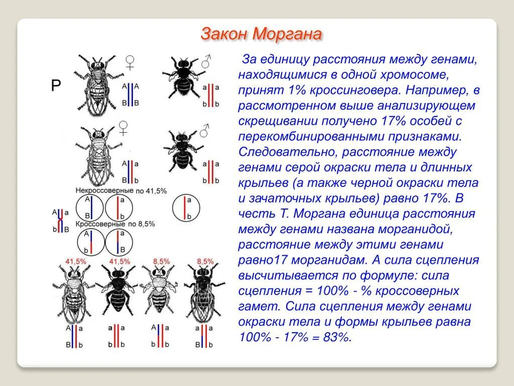 Закон Томаса Моргана сцепленное наследование. Опыт т.Моргана, доказывающий сцепленное наследование. Закон Моргана схема скрещивания. Мушка дрозофила закон Моргана. Полное и неполное сцепление генов