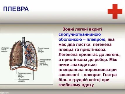 Плевра ткань