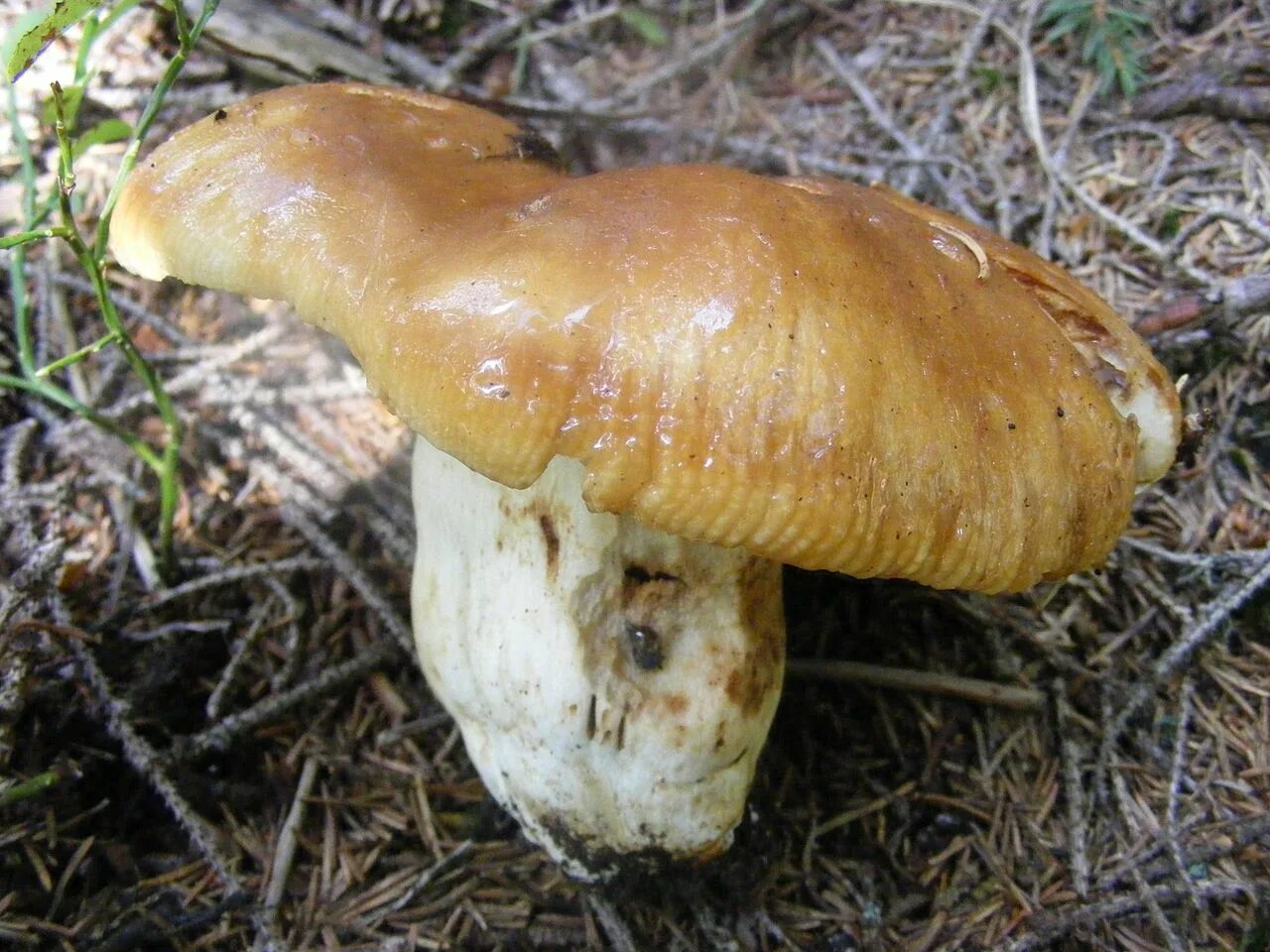 Валуй (russula foetens). Валуи и сыроежки. Валуй гриб валуй. Грибы бычки фото и описание. Валуй (russula foetens).