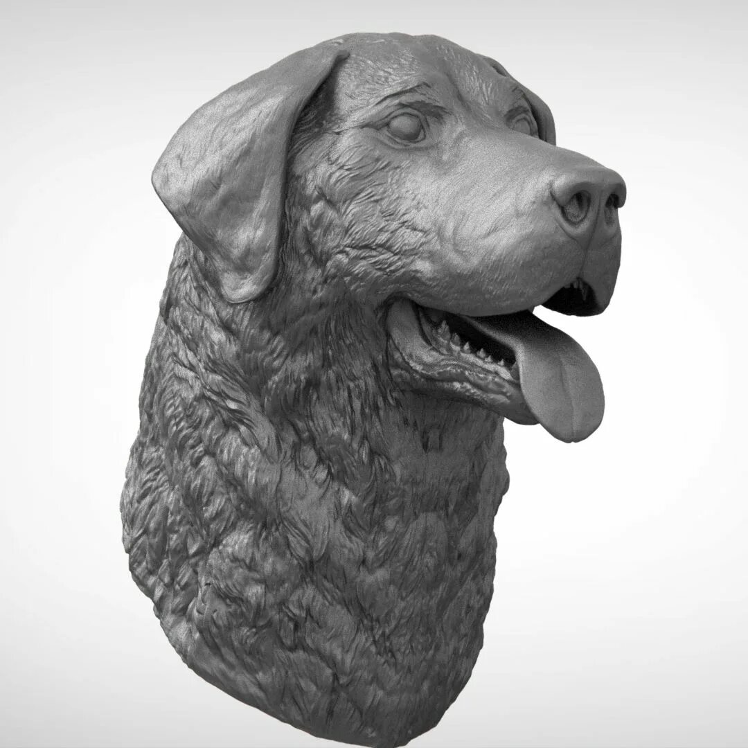 3 d собаки. Лабрадор 3д модель. 3d модель лабрадора. Голова собаки 3д. 3d модель собаки в Zbrush.