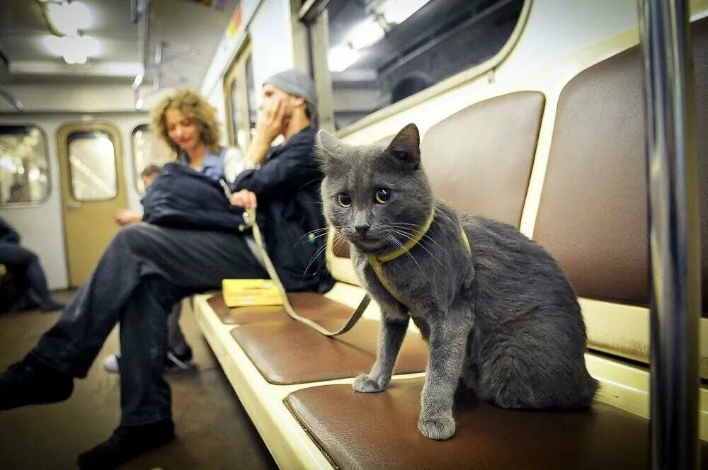 Можно перевозить животных в поезде. Кот в метро. Котик в транспорте. Кот едет в метро. Коты в метрополитенах.