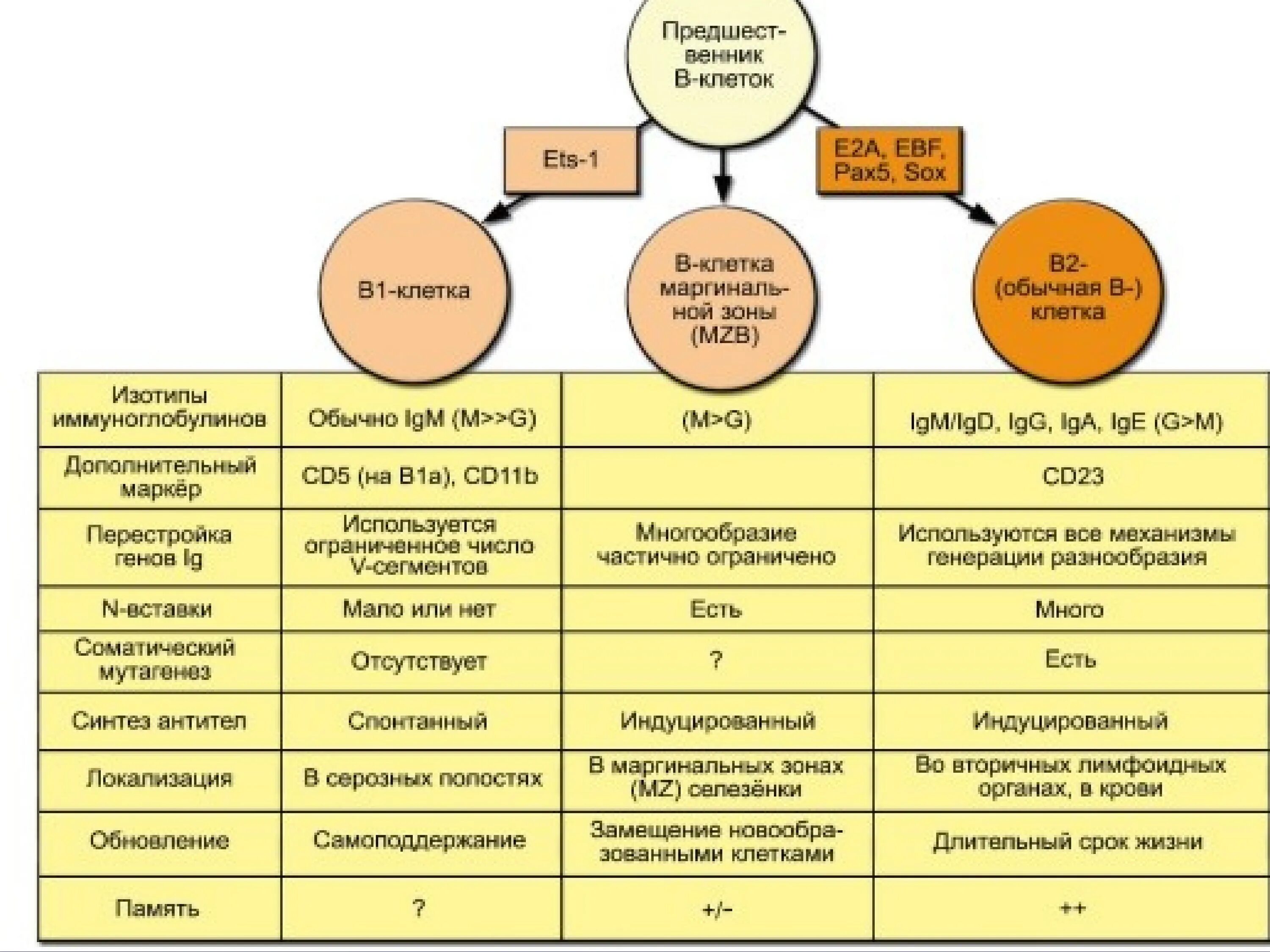 Субпопуляции т лимфоцитов таблица. Субпопуляции в-лимфоцитов. Созревание в2-лимфоцитов. Субпопуляции т-лимфоцитов и их функции. Характеристика в лимфоцитов