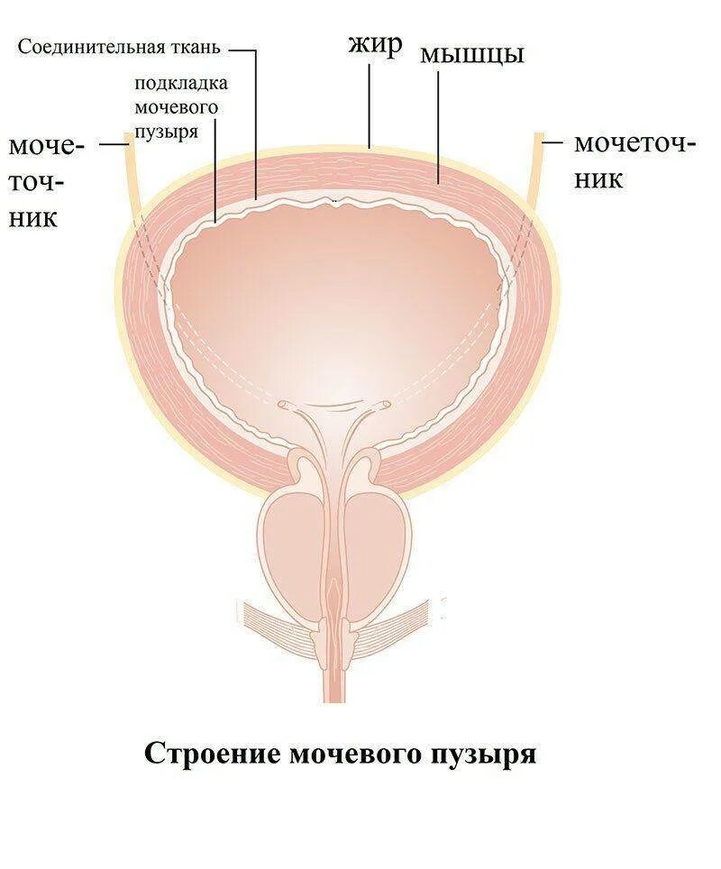 Размер мочевого пузыря у мужчин. Подслизистый слой мочевого пузыря. Строение мочевого пузыря человека. Мочевой пузырь анатомия у мужчин. Строение мочевого пузыря у женщин.