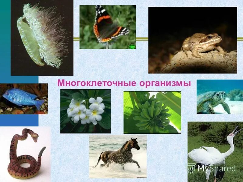 многоклеточные живые организмы примеры. многоклеточные организмы животные. многоклеточный живой организм. одноклеточные и многоклеточные организмы 6 класс биология. многоклеточные организмы.