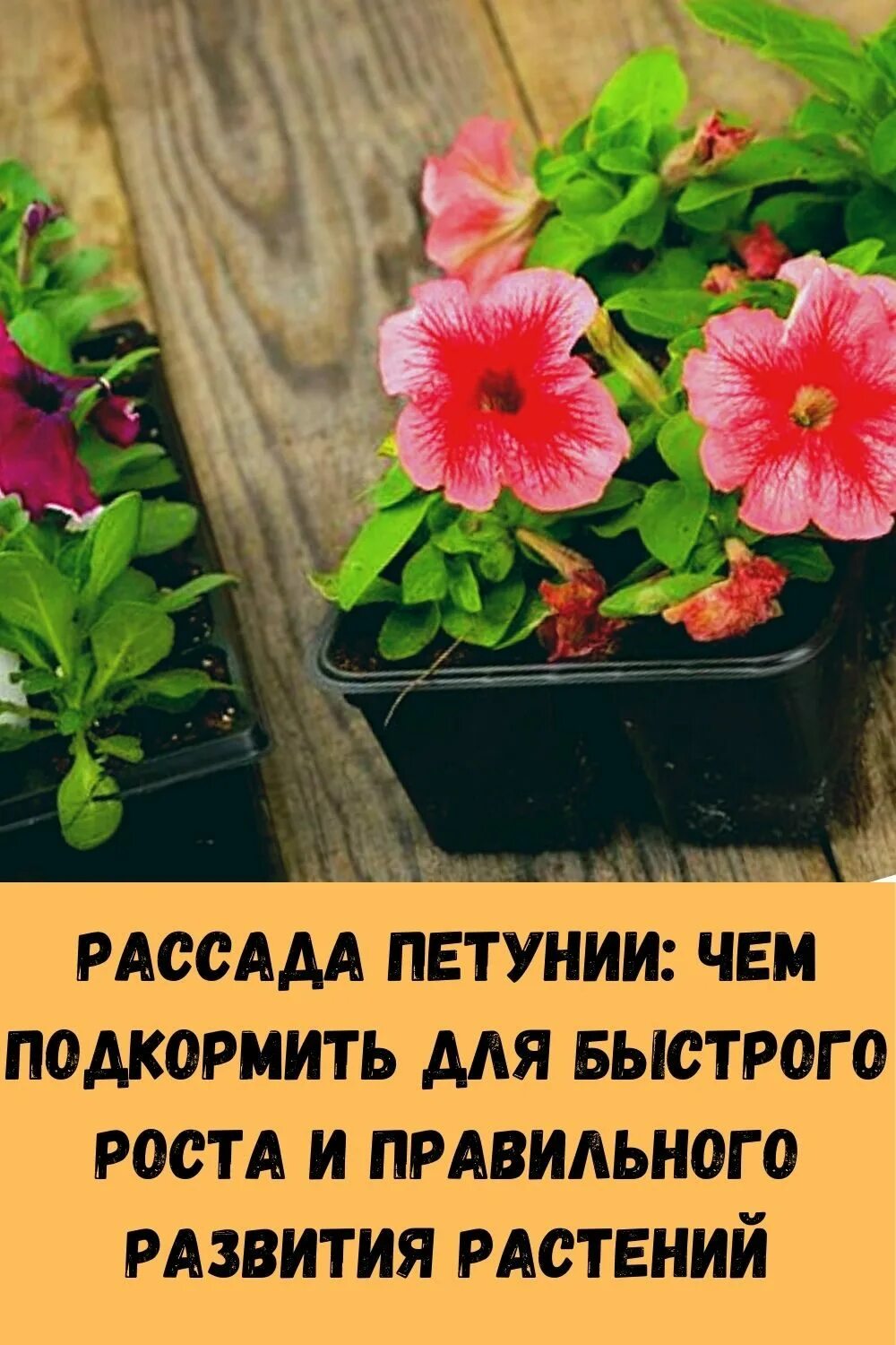 Как подкормить петунию селитрой. Петуния рассада. Петуния Аленка. Ашан петуния рассада. Петуния цветы подкормка.