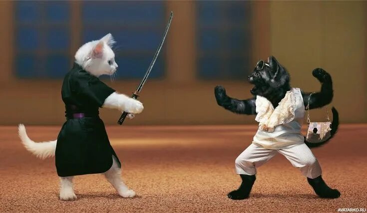 Striped Cat - YouTube