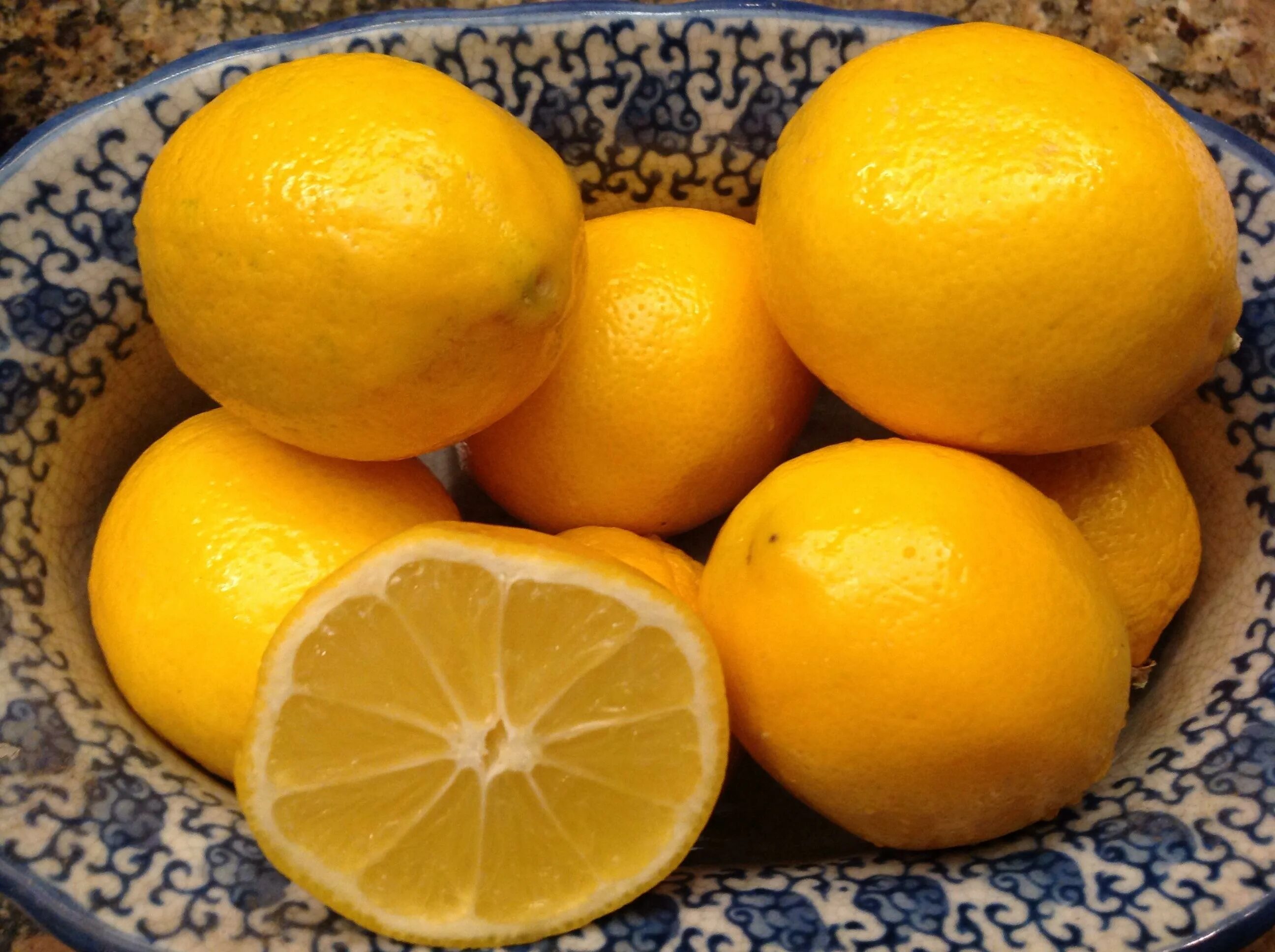 Почему лимон желтый. Цитрус лимон Мейера. Лимон сорт Мейер. Лимон Пандероза Мейера. Сорт Мейера лимон Турция.