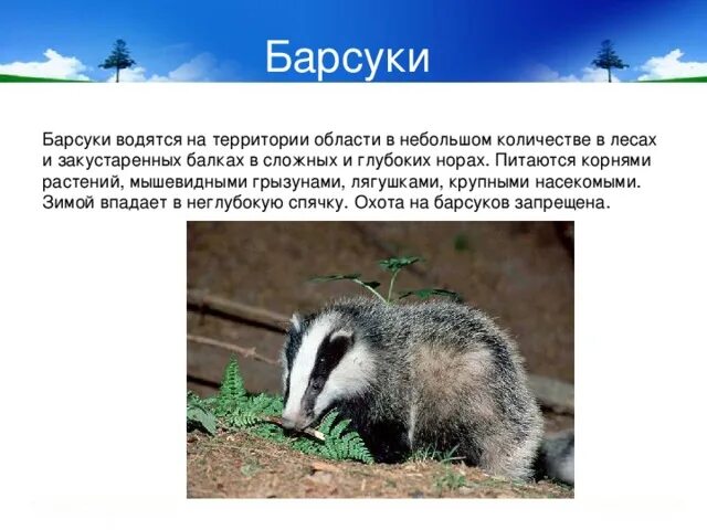 Почему барсук