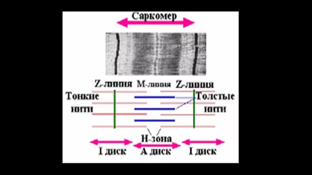 Белки саркомера. Саркомер мышцы. Схема саркомера. Структура саркомера. Линии саркомера.