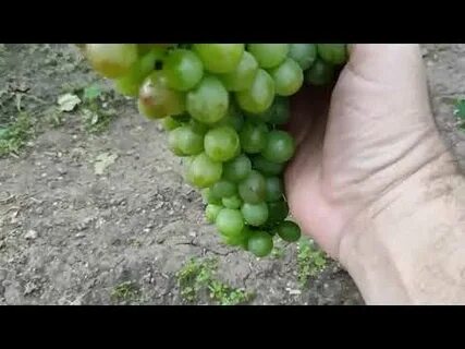 Кишмиш щелкунчик