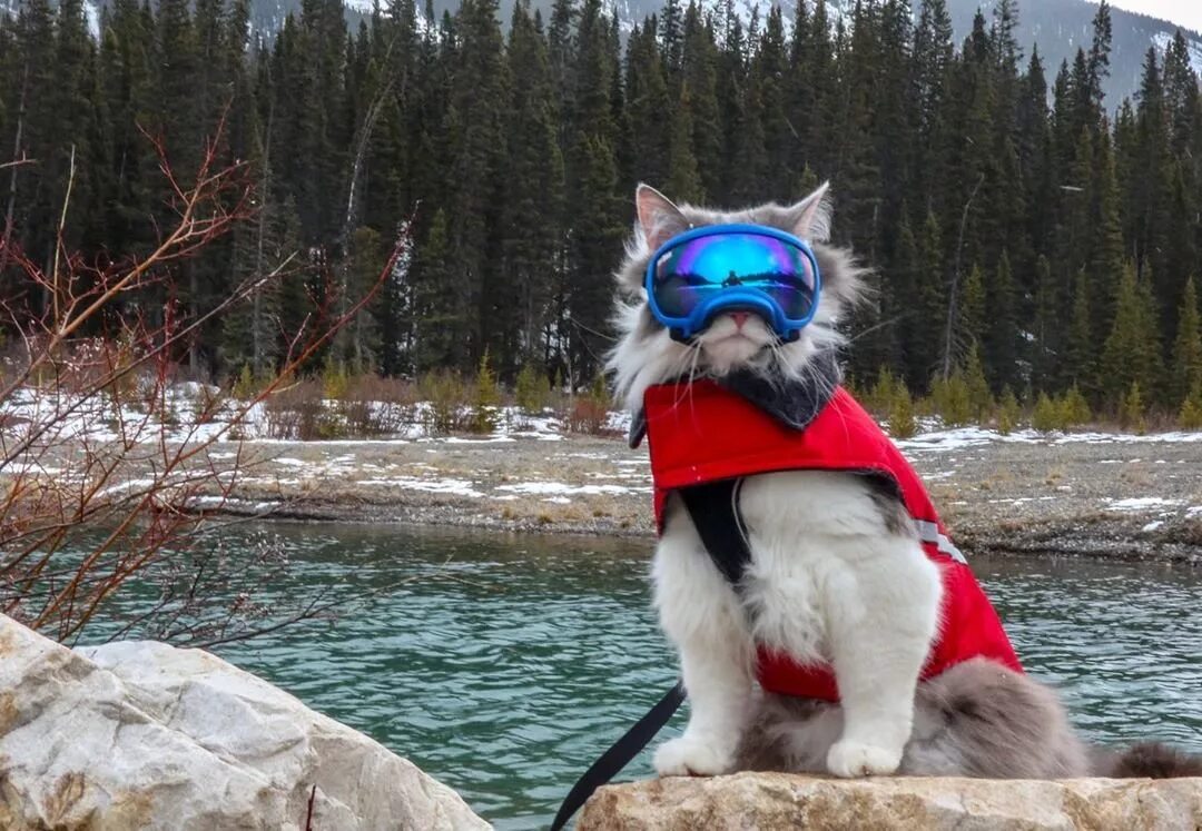 Спасатели спасают кошку. Игры про котов. Пожарный спасает кота. Служба спасения спасение животных. Игра кошки модели.