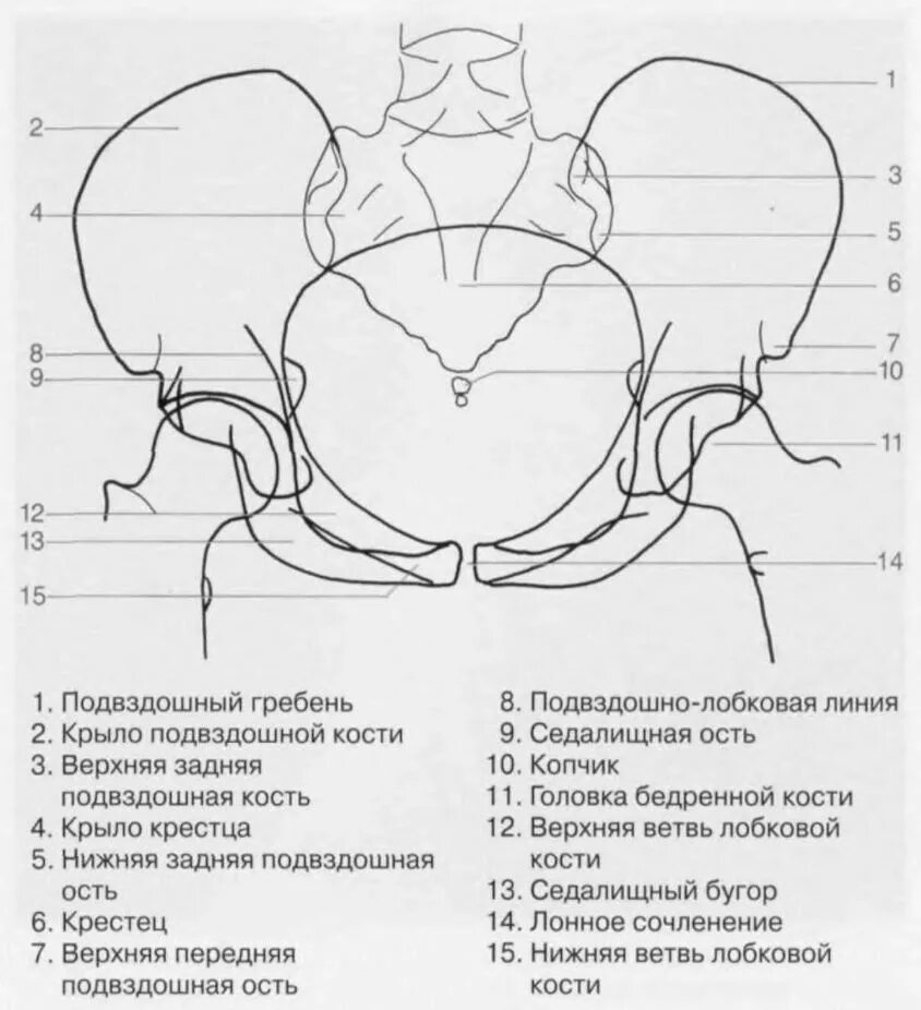 Линия гребней подвздошных костей. Задний гребень подвздошной кости. Подвздошно лобковая линия. Передняя ветвь лобковой кости.