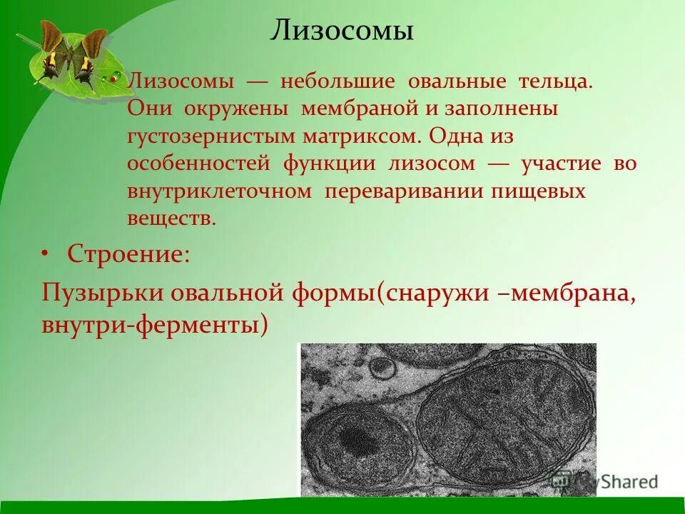 В клетках клетках содержатся овальные тельца. В клетках клетках содержатся овальные тельца