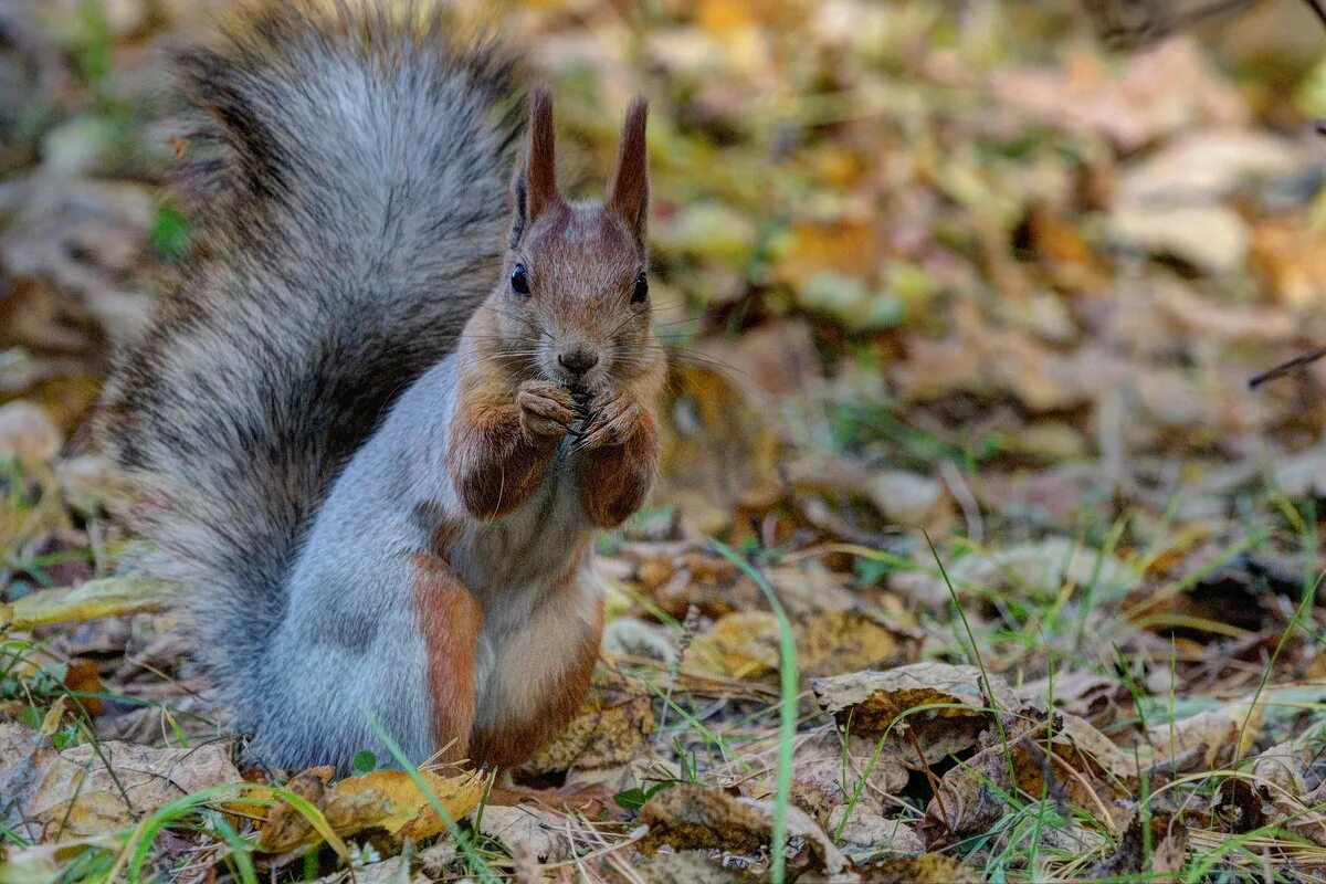 Белка с орешками. Какие запасы делает белка на зиму. Как белка готовится к зиме. Белка запасает грибы. Беличьи запасы зимой.