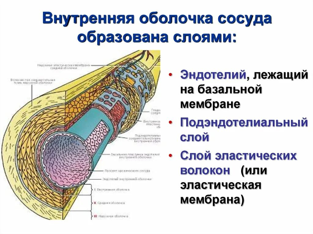 Внутренняя оболочка сосудистая