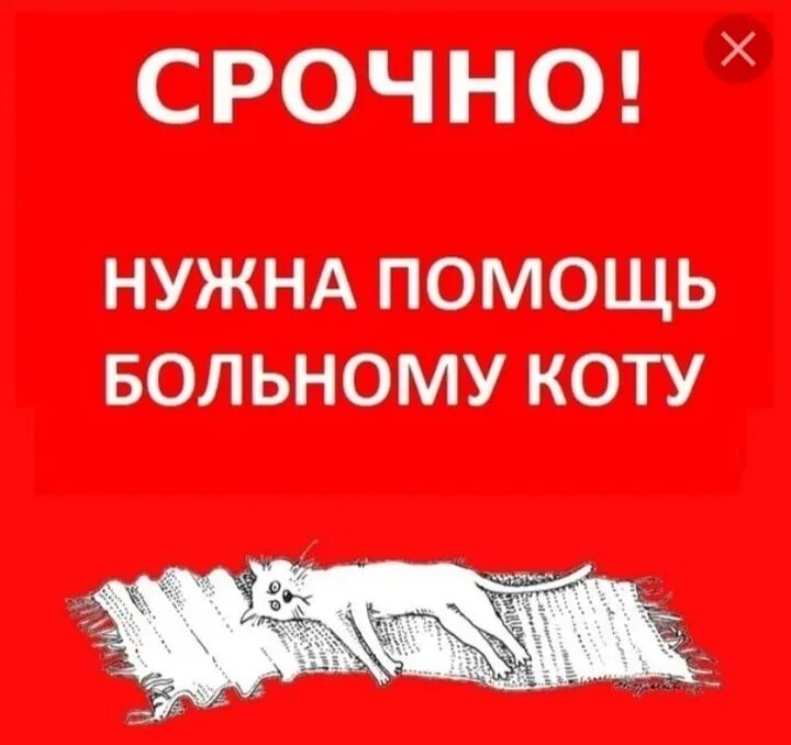 Срочная помощь. Нужна помощь коту. срочно нужна помощь коту. помогите на лечение кота. срочно нужна помощь котику.