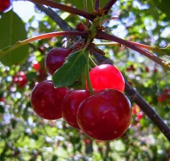 Planting cherries