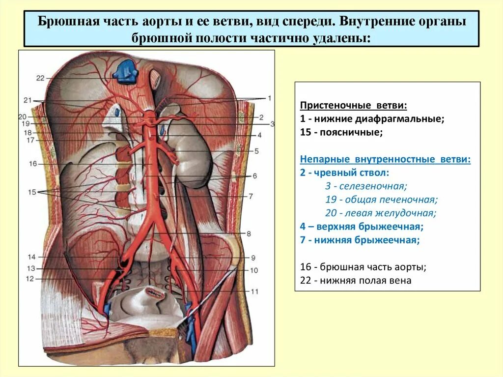 Артерии брюшной полости анатомия. Ветви брюшной аорты топографическая анатомия. Парные висцеральные ветви брюшной аорты. Топографическая анатомия брюшного отдела аорты.