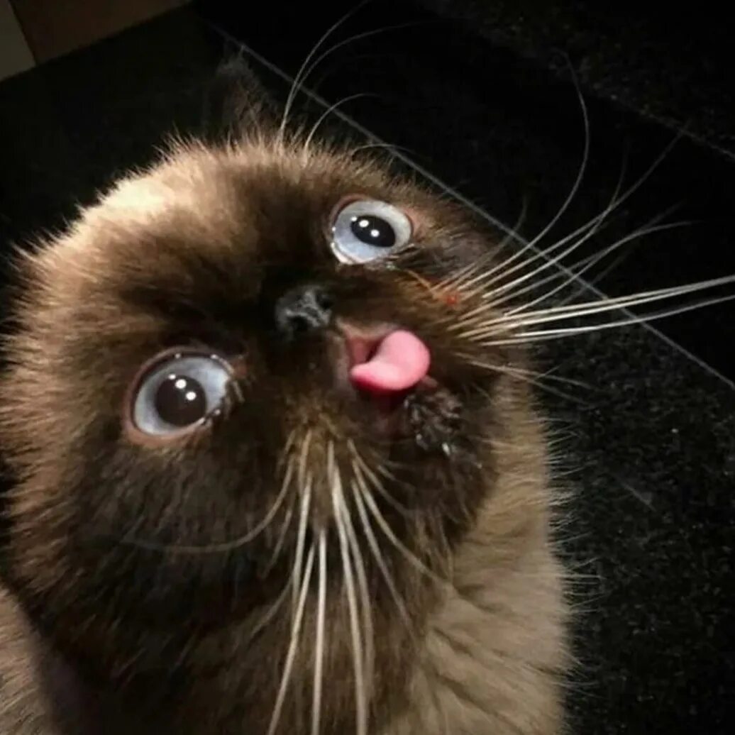 Кот мем. Мемы с кошками. Кот мем. Мем кошечка. Милый кот пикча.