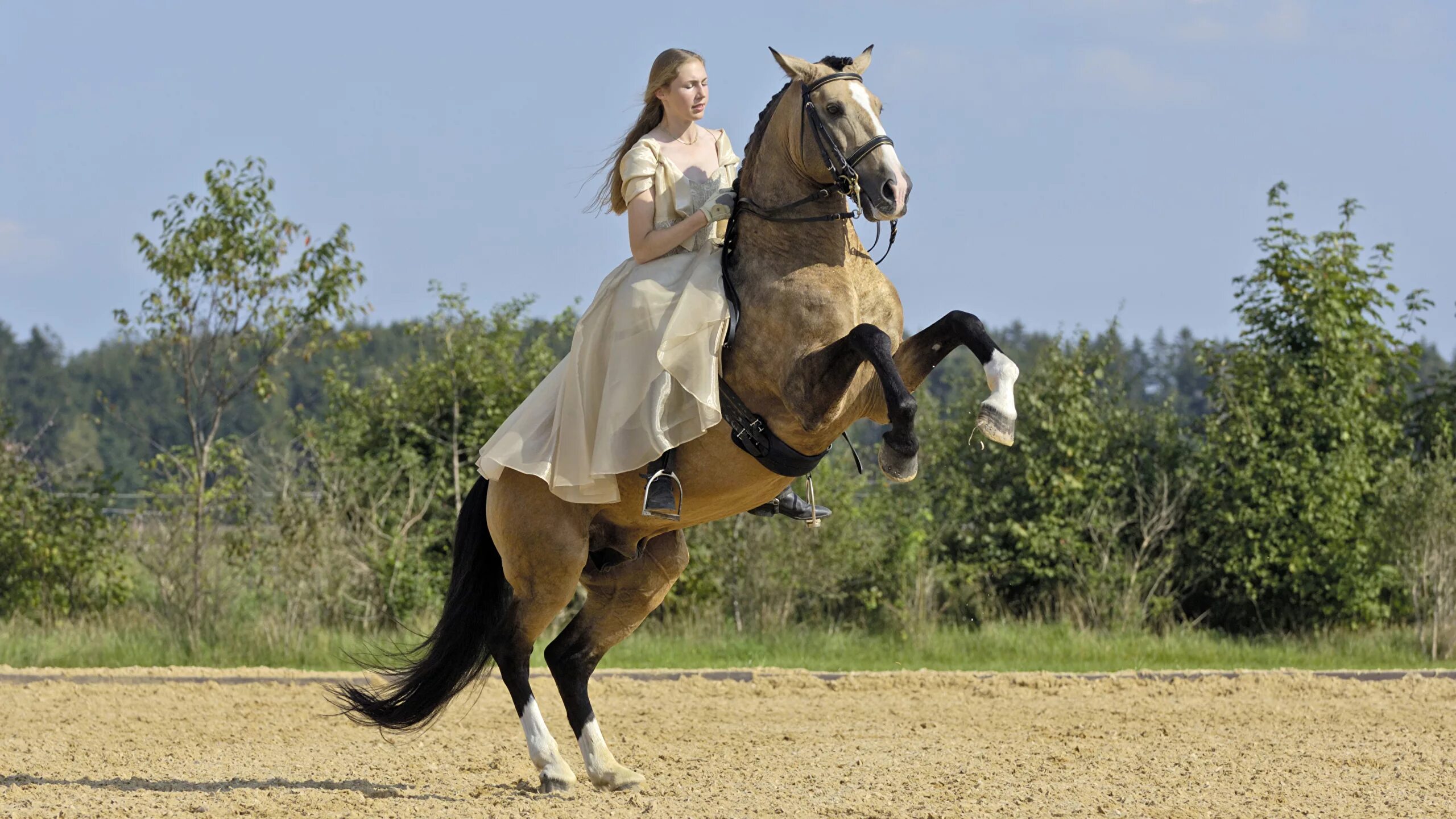 Гнедой андалуз выездка. Удивительный наездник. Хорс райдинг. Удивительный наездник. Скаковая лошадь.