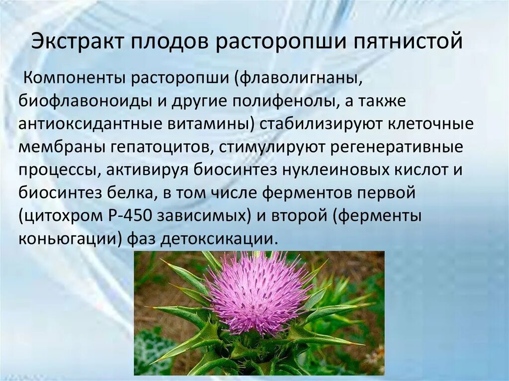 Расторопша при каких заболеваниях. Расторопша при каких заболеваниях. Силимарин это расторопша одно и тоже. Расторопша при каких заболеваниях. Расторопша пятнистая (остро - пестрая) silybum marianum гербарий.