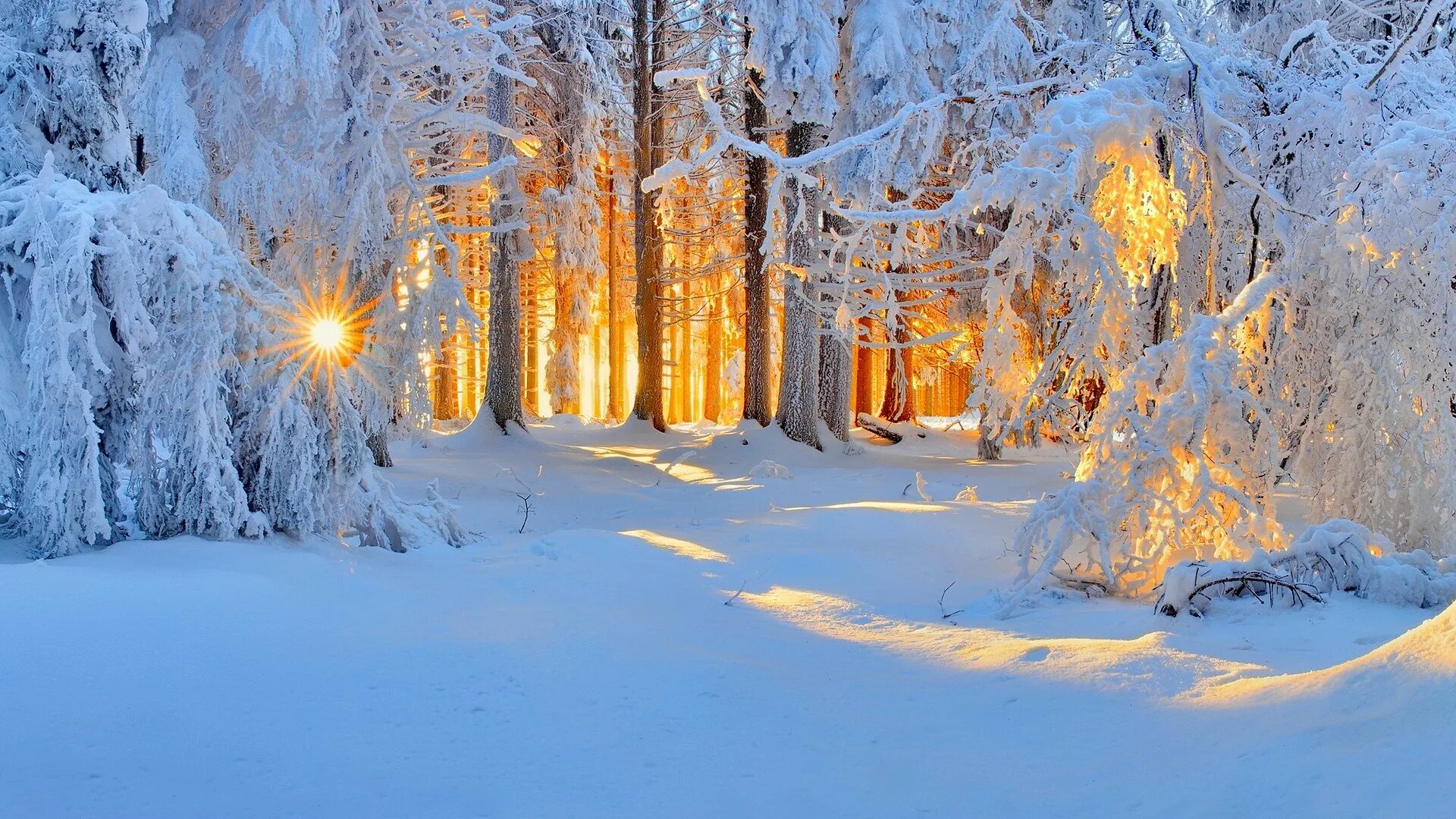 Красивый зимний лес. Фет Чародейкою зимою. Федор Тютчев Чародейкою зимой. Зимний лес. Зимой в лесу.