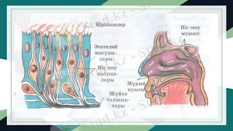 Порно комикстері: паркинг қызметкері және түлкі 3