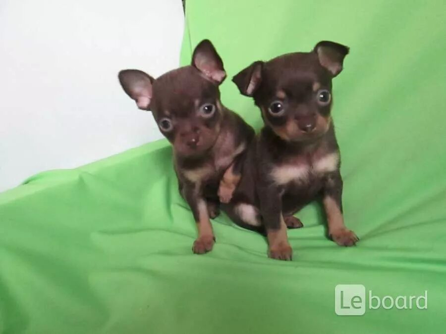 Мини той терьер девочки. Той терьер мини 1 год. Собака той-терьер мини девочка. Мини той терьер девочки. Щенки мини той терьера.