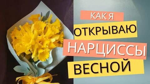 Когда открывать нарциссы весной