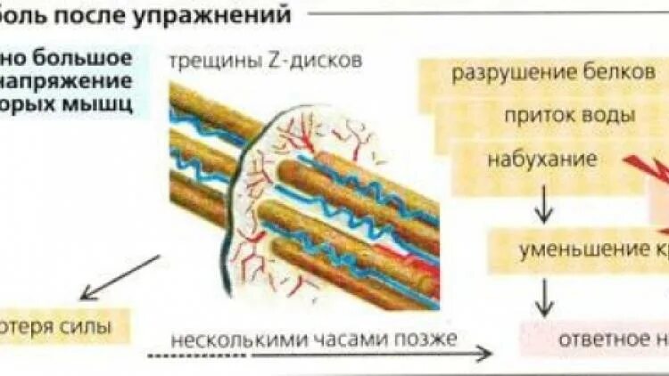 Мышечное разрушение