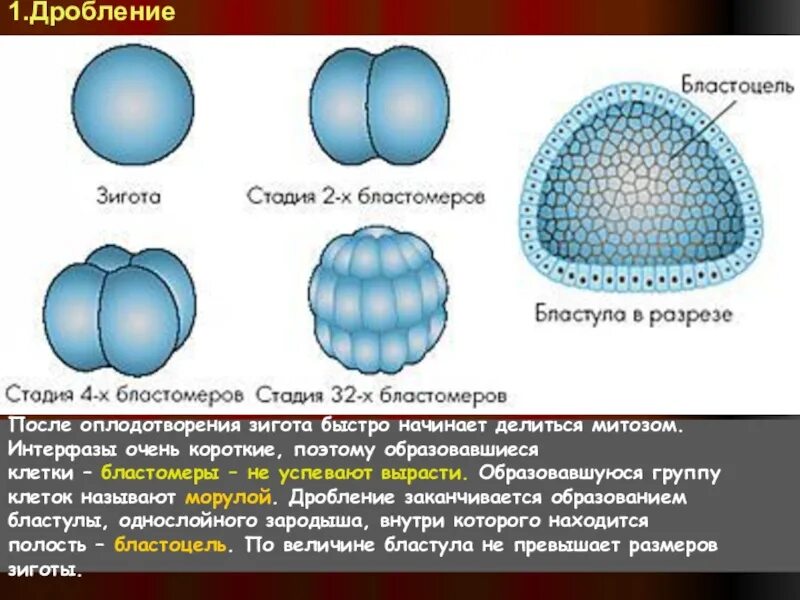 Дробление зиготы и образование