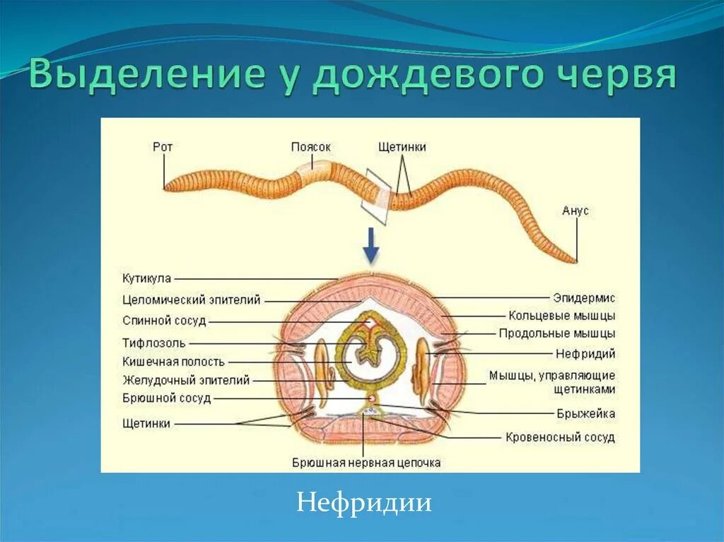 Дождевой червь выполняемые функции таблица. Кольчатые черви щетинки. нефридии дождевого червя. система выделения дождевого червя. дождевой червь строение щетинки.
