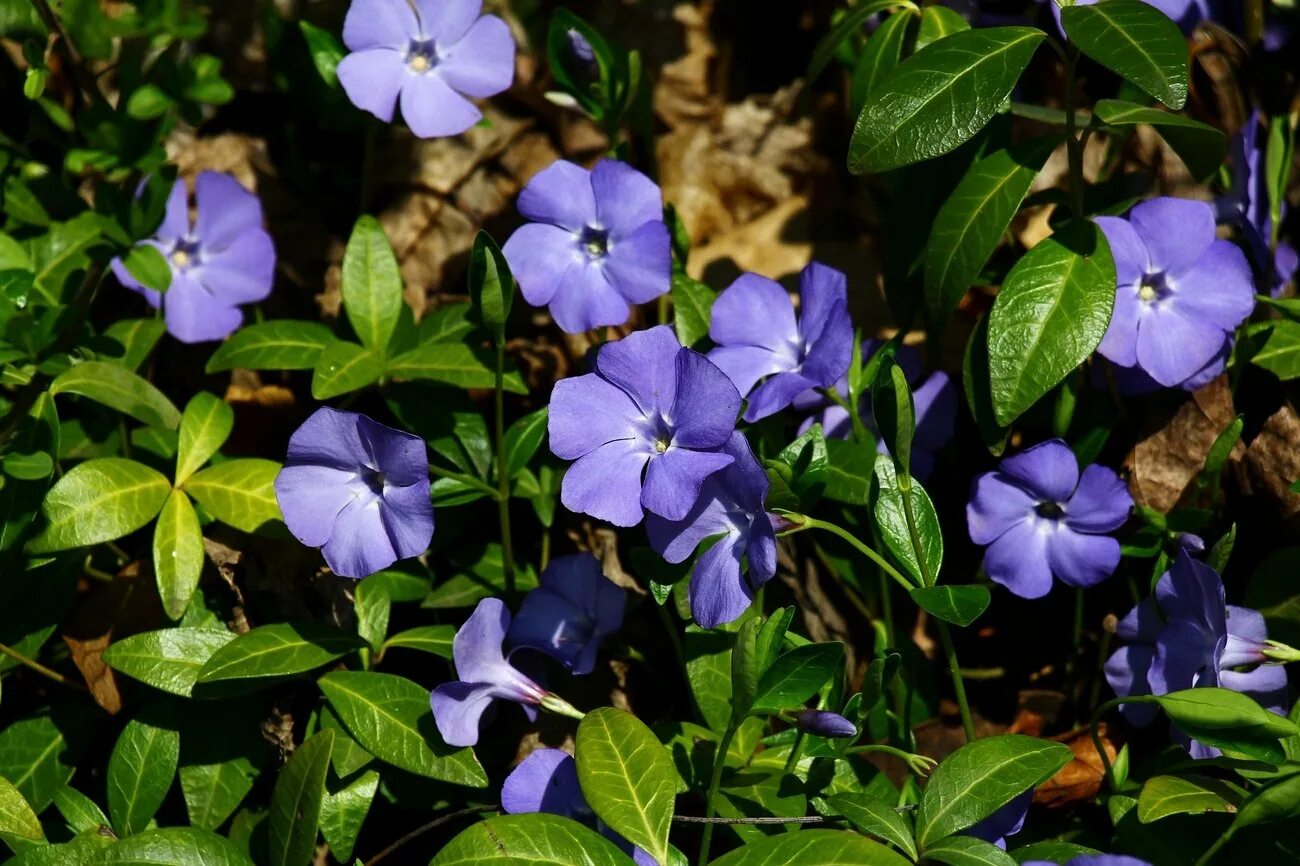 Барвинок. Барвинок растение. Барвинок reticulata. Барвинок малый цветок.