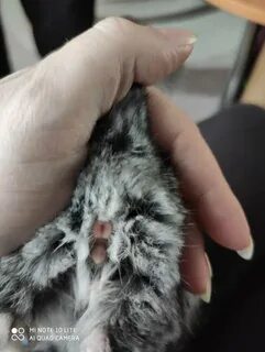 Пол шиншиллы