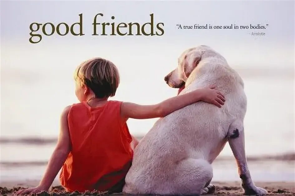 My dog best friends. Wainwright Dogs best friend. Friends will be friends. Alison friend i have a friend Dog. A friend is need is a friend indeed.