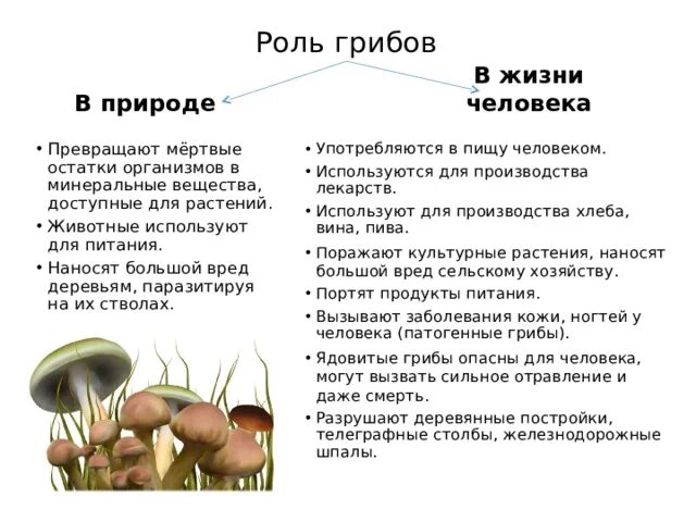 Роль грибов в природе и жизни человека. Роль грибов в природе и для человека 5 класс биология. Таблица роль грибов. Таблица по биологии значение грибов в природе и жизни человека.