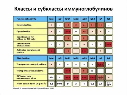 Классы иммуноглобулинов таблица