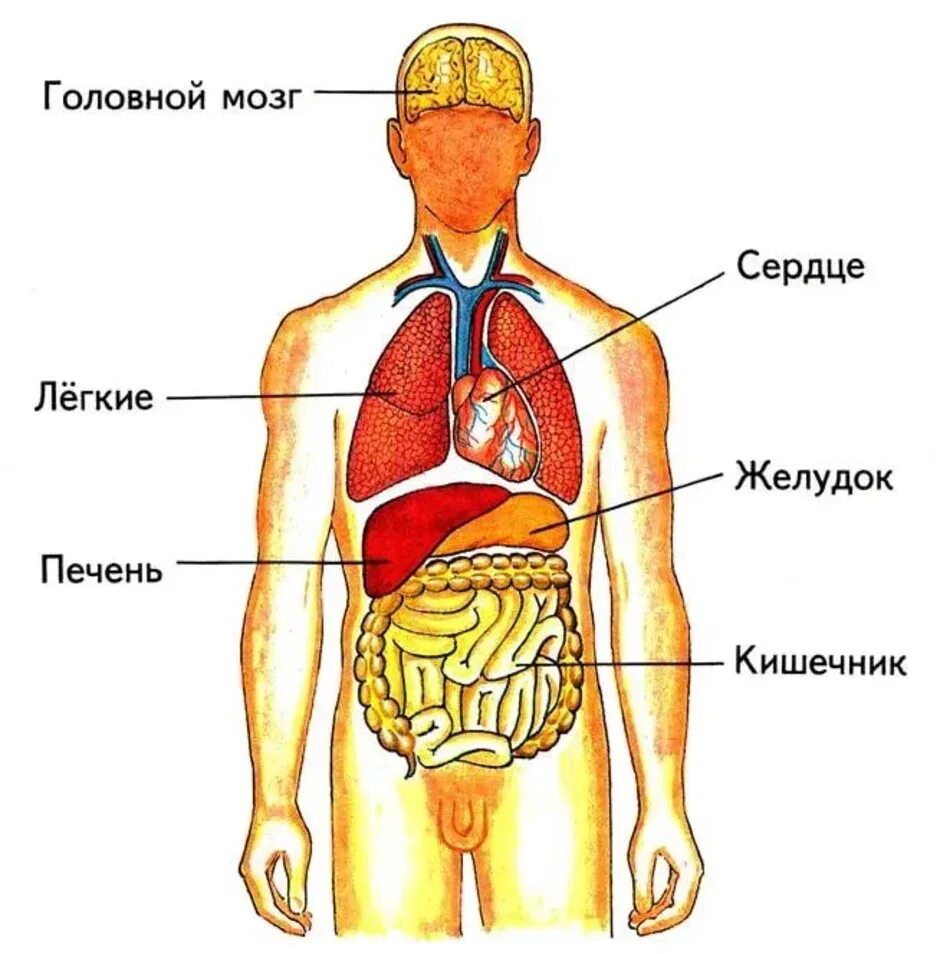 Фото строения человека 4 класс