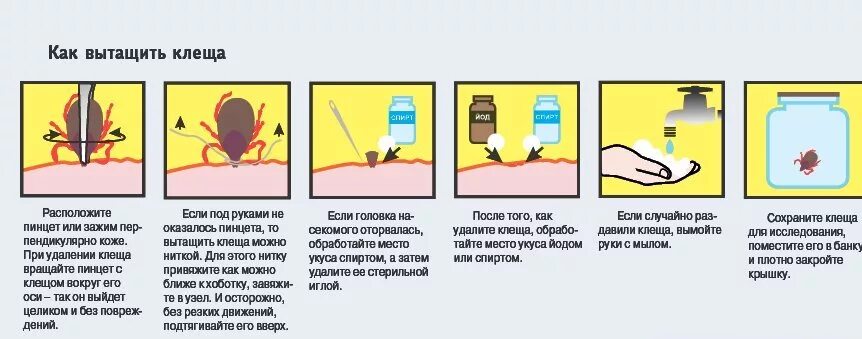 Как должен выглядеть клещ после вытаскивания Действия после клеща