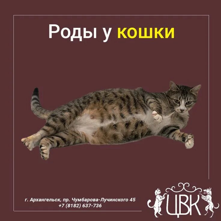Тактика при вторичной слабости родовой деятельности. Профилактика первичной слабости родовой деятельности. Околоплодный пузырь у кошки. Начало родовой деятельности. Неправильное предлежание плода у козы.