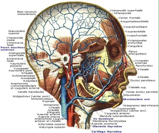 Внутренняя вена латынь. Поверхностные артерии и вены головы. Вены мягких тканей головы. Лобно-теменно-затылочная область сосуды и нервы. Эмиссарные вены головы.