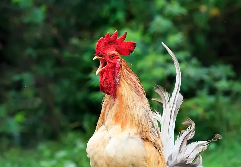 голос петуха слушать. человек петух. почему кричат петухи в исламе. петуха знаешь. петуха знаешь.