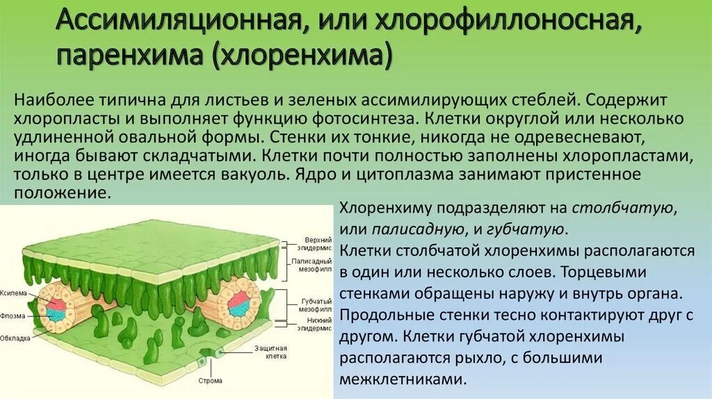 Какие клетки образуются листовую пластинку. Ассимиляционная ткань (хлоренхима) функции. Столбчатая паренхима губчатая паренхима. Ассимиляционная паренхима листа. Паренхима ткань растений.